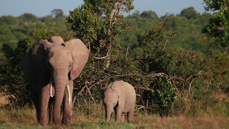 African-Elephant-Mother-And-Calf-Eating-Grass-At-Ol-Pejeta-Conservancy-In-Kenya