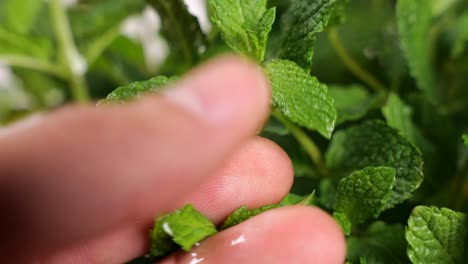 hand stroking mint leaves. close up