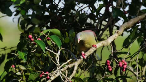 tomando el sol de la mañana mientras llama y se mueve para mirar a su alrededor mientras se encuentra en una rama de un árbol frutal, la paloma verde de pico grueso treron curvirostra, tailandia