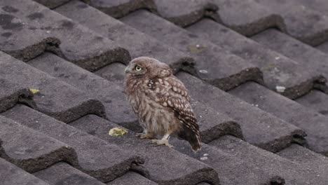 a little owl sitting on roof tiles and looking in the camera