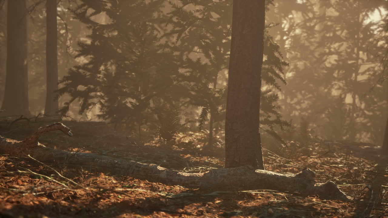 안개 숲의 해가 뜨는 것