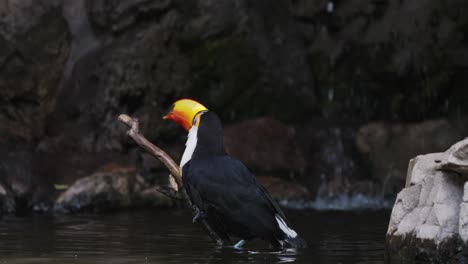 primer plano capturando un tucán toco, ramphastos toco