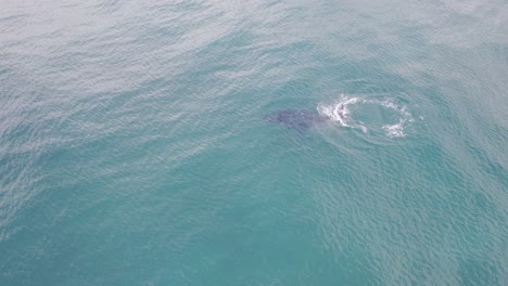 ballena jorobada - cabezas de lennox - región de los ríos del norte - nsw - australia - foto aérea