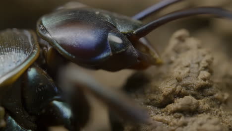 macro close-up of an iridescent insect's head and mouthparts