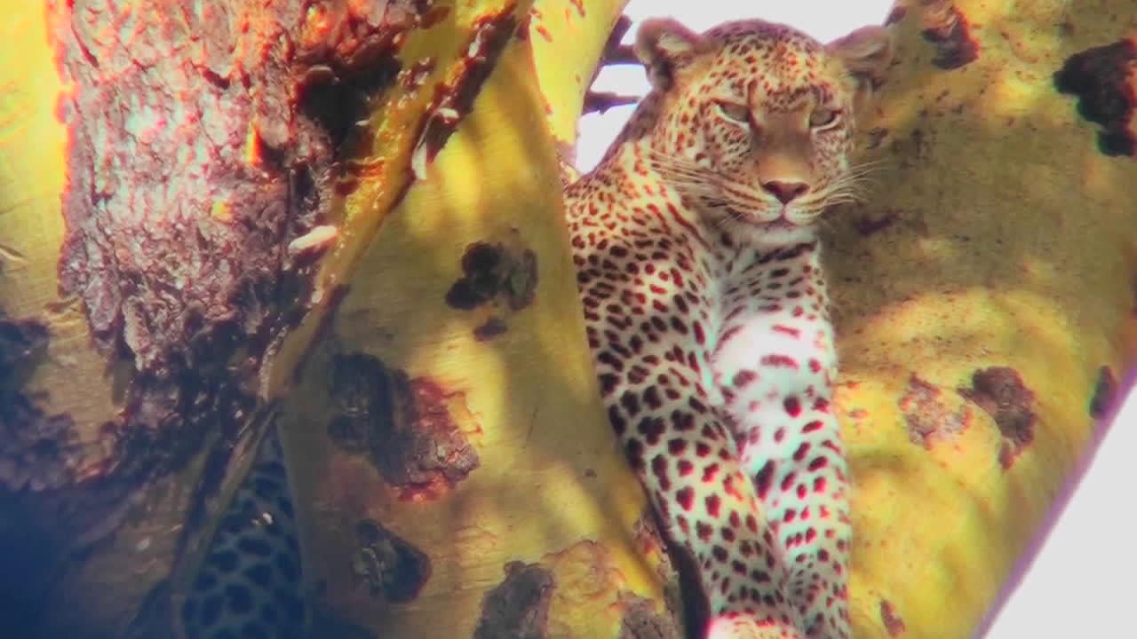 아름다운 표범이 나무에 위장되어 있다