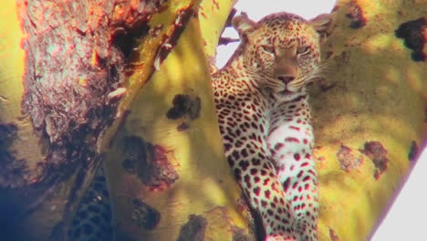 A-beautiful-leopard-is-camouflaged-in-a-tree