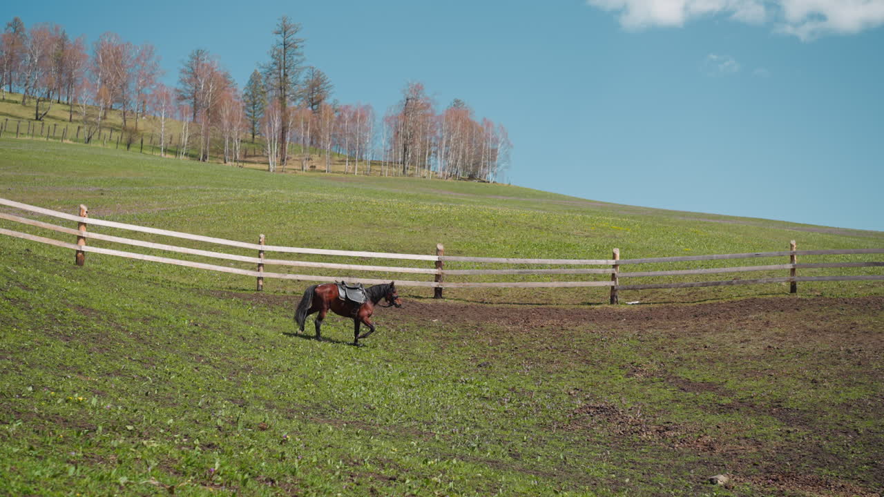 caballo gracioso con silla de montar corre a lo largo del paddock con barrera