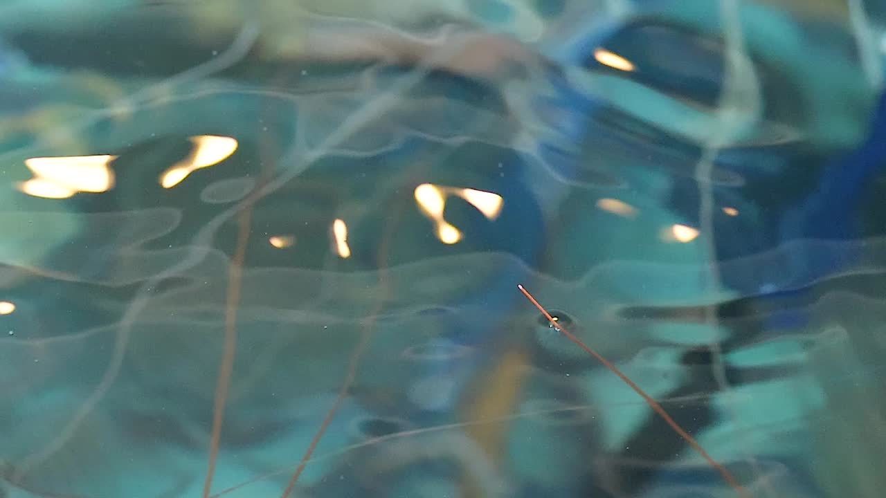 camarones en el acuario