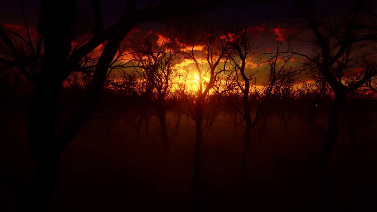 Eerie Sunset in a Silhouetted Forest