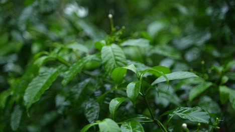 in the rainy season, eastern india receives heavy rainfall during the rainy season