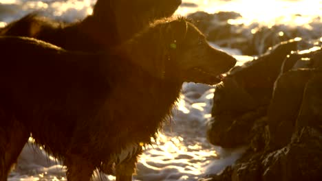 perros jugando en la playa 4k