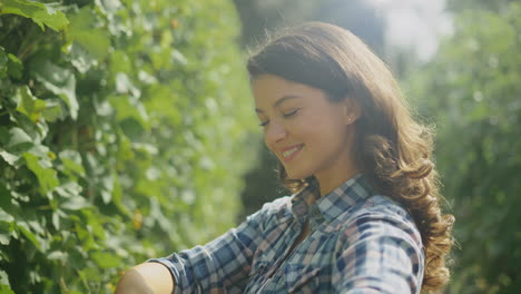 mujer cosechando uvas en el viñedo