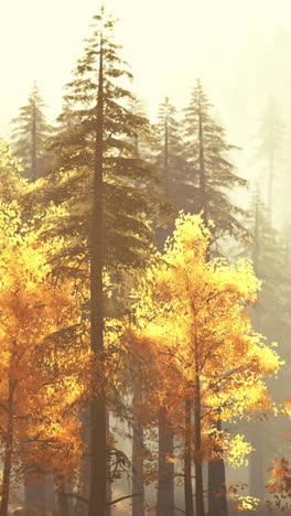 a misty forest scene