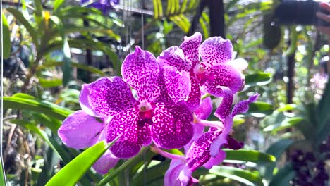 vibrant orchids in a bustling bangkok market