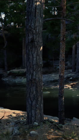 tranquil forest path