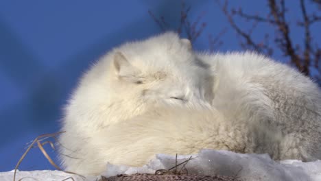 Der-Schläfrige-Weiße-Polarfuchs-Wacht-Auf-Und-Blickt-Mit-Verschlafenem-Gesicht-In-Die-Kamera-–-Statischer-Winterclip-Mit-Fuchs-Hinter-Einem-Weichgezeichneten,-Verschwommenen-Netz-Vom-Zaun-Im-Vordergrund-–-Langedrag-Norwegen