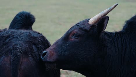 Afrikanische-Zebu-schwarze-Kuh-Mit-Buckel,-Die-Andere-Kuh-Leckt