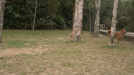 cámara lenta de dos perros mestizos jugando y persiguiéndose