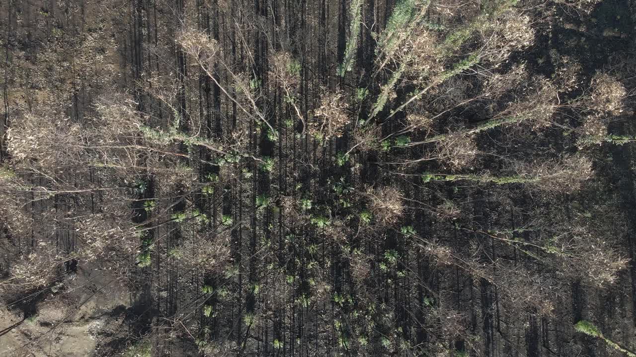 Aerial view of a burned eucalyptus plantation used for the paper industry