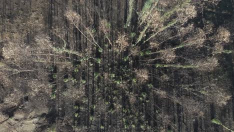 aerial view of a burned eucalyptus plantation used for the paper industry