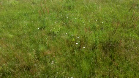 4K-footage-of-a-drove-flying-low-over-over-grown-grass-and-wild-flowers-in-marshlands