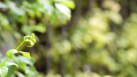 close-up of a leaf growing in bangkok