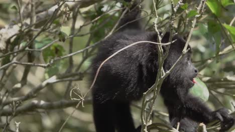 un mono aullador come hojas y se alimenta en la selva tropical de belice