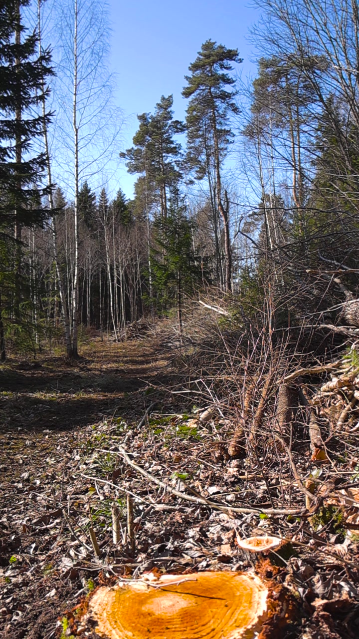 Clearing in a forest with cut down trees and fresh stumps on a sunny spring day, showing the impact of logging on the environment and the aftermath of deforestation on the ecosystem