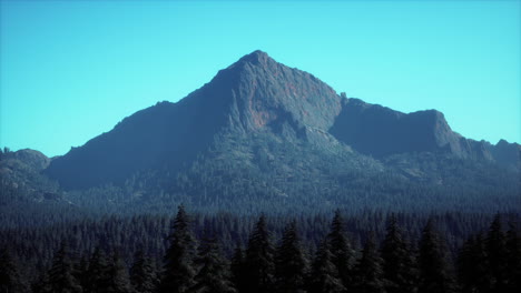 beautiful sunset view in cedar forest in front of sayan mountain range