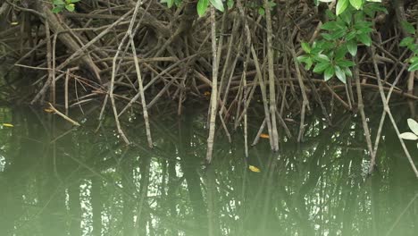 water tilting up to reveal mangrove forest roots