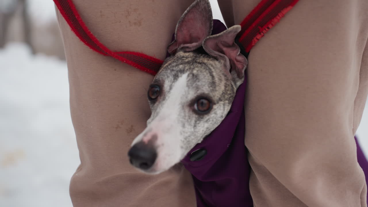 Whippet wearing purple coat stands between person's legs in snowy park, looking directly at camera with curious expression, red leash wrapped around gloved hands, winter outfit visible in cold environment