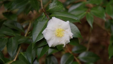 a vibrant camellia in full bloom with soft petals and rich details. captured in 4k slow motion, this shot showcases the elegance of nature and botanical beauty.