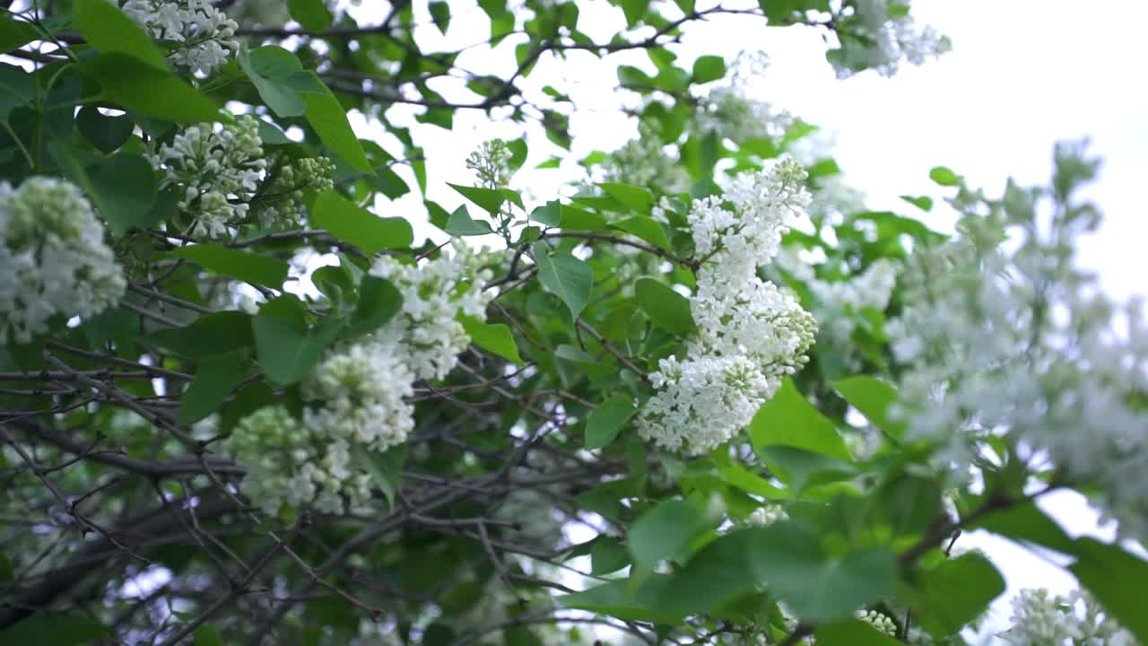 봄 에 색 의 리락 꽃 이 피는 것