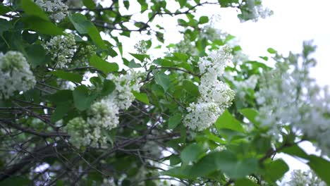 las flores blancas de lila en primavera