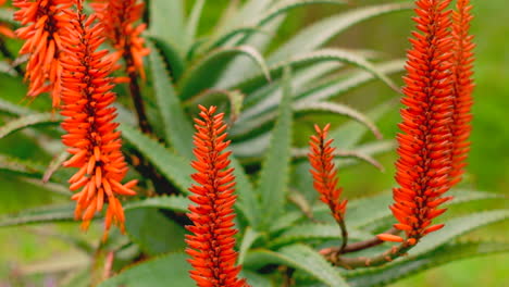 static view of vivid orange inflorescence of aloe vera plant swaying in breeze