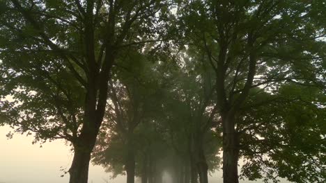 foggy pathway lined with tall trees, creating a serene and mysterious atmosphere.backward camera movement.
