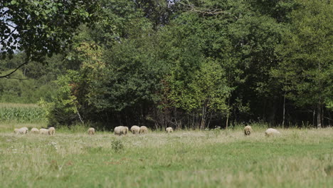 Schafherde-Auf-Dem-Feld