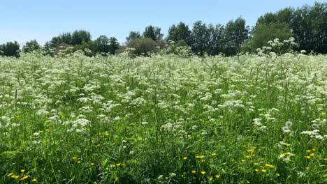 el viento sopla sobre un campo con perejil de vaca en flor y ranúnculos de pradera.