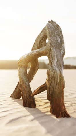 driftwood on a beach at sunset