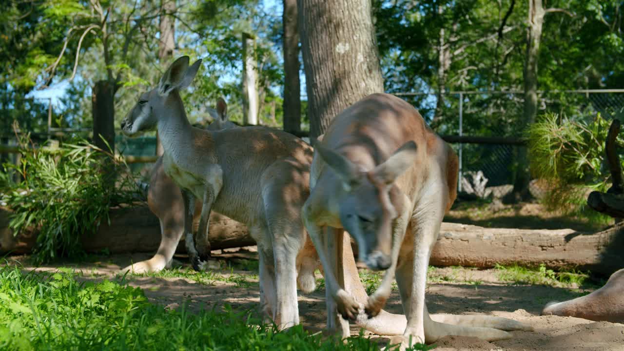 A Red Kangaroo Walking Near The Resting Mob At Lone Pine Koala Sanctuary In Brisbane, Queensland - Panning Shot