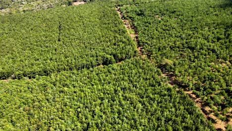 drone view- africa forest- africa bush fire