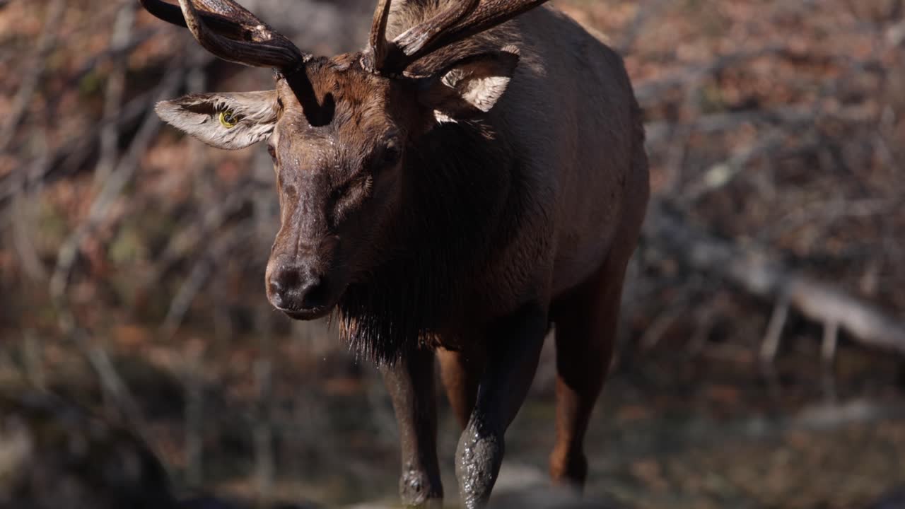 toro alce che esce dall'acqua sporca che gocciola slomo bagnato