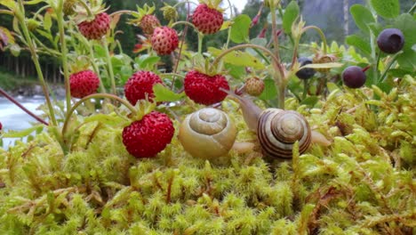 Primer-Plano-De-Caracol,-Mirando-Las-Fresas-Rojas