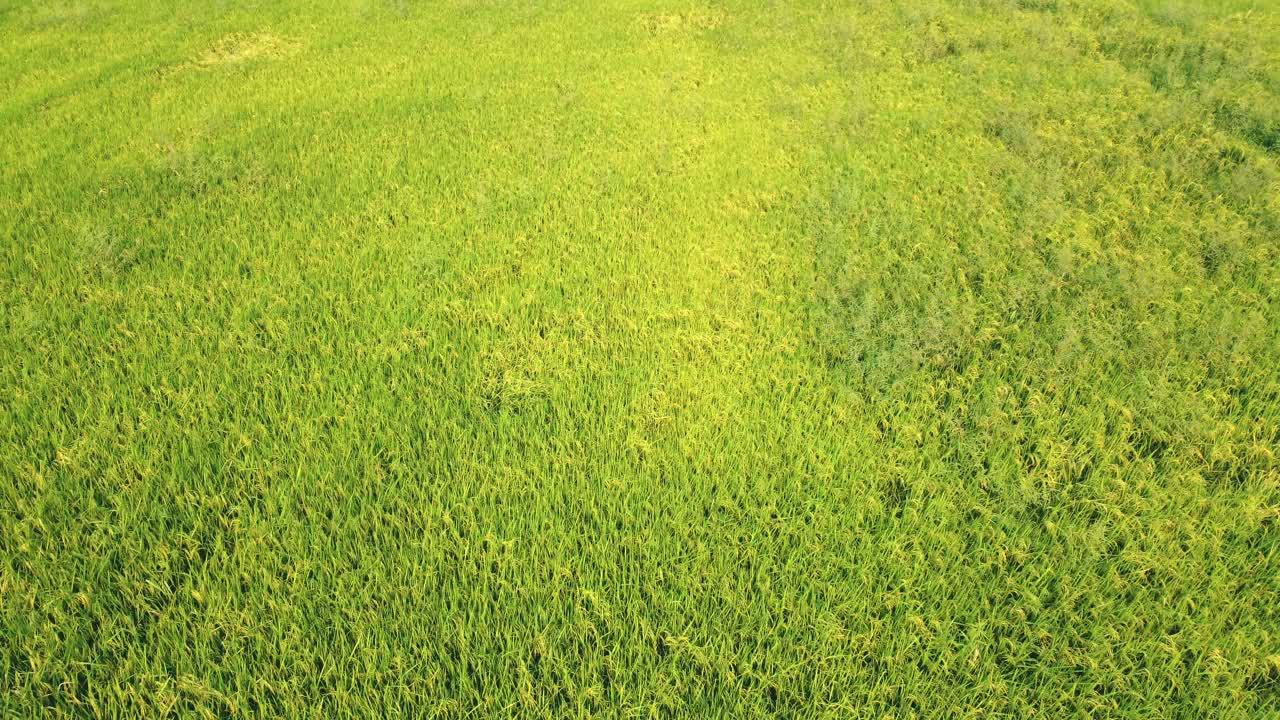 vista aérea sobre los campos de arroz verde en el campo de tailandia