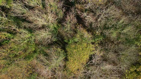 Treetops-With-Dried-Leafless-Branches-Over-Forest