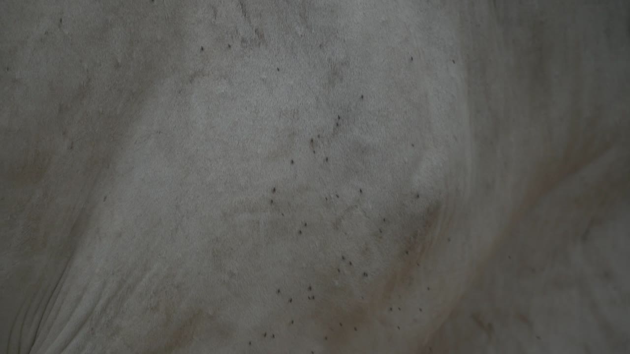 cerrar detalle de moscas en el cuerpo de una vaca en la india rural, asia