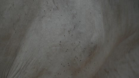 close up detail of flies on a cow's body in rural india, asia