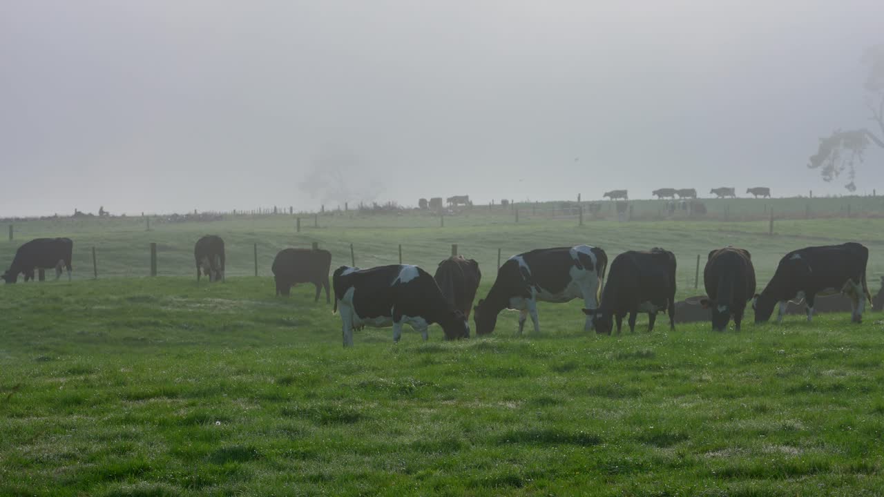Terreni agricoli collinari verdi nella nebbia con un gran numero di vacche nere e bianche