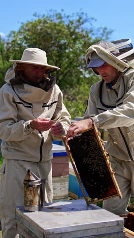 aged apiarists gathering the propolis from frames. bee farmers working at rural apiary in summer season. blurred background. vertical video