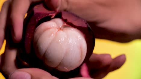 hand hold peeled, open mangosteen, close up